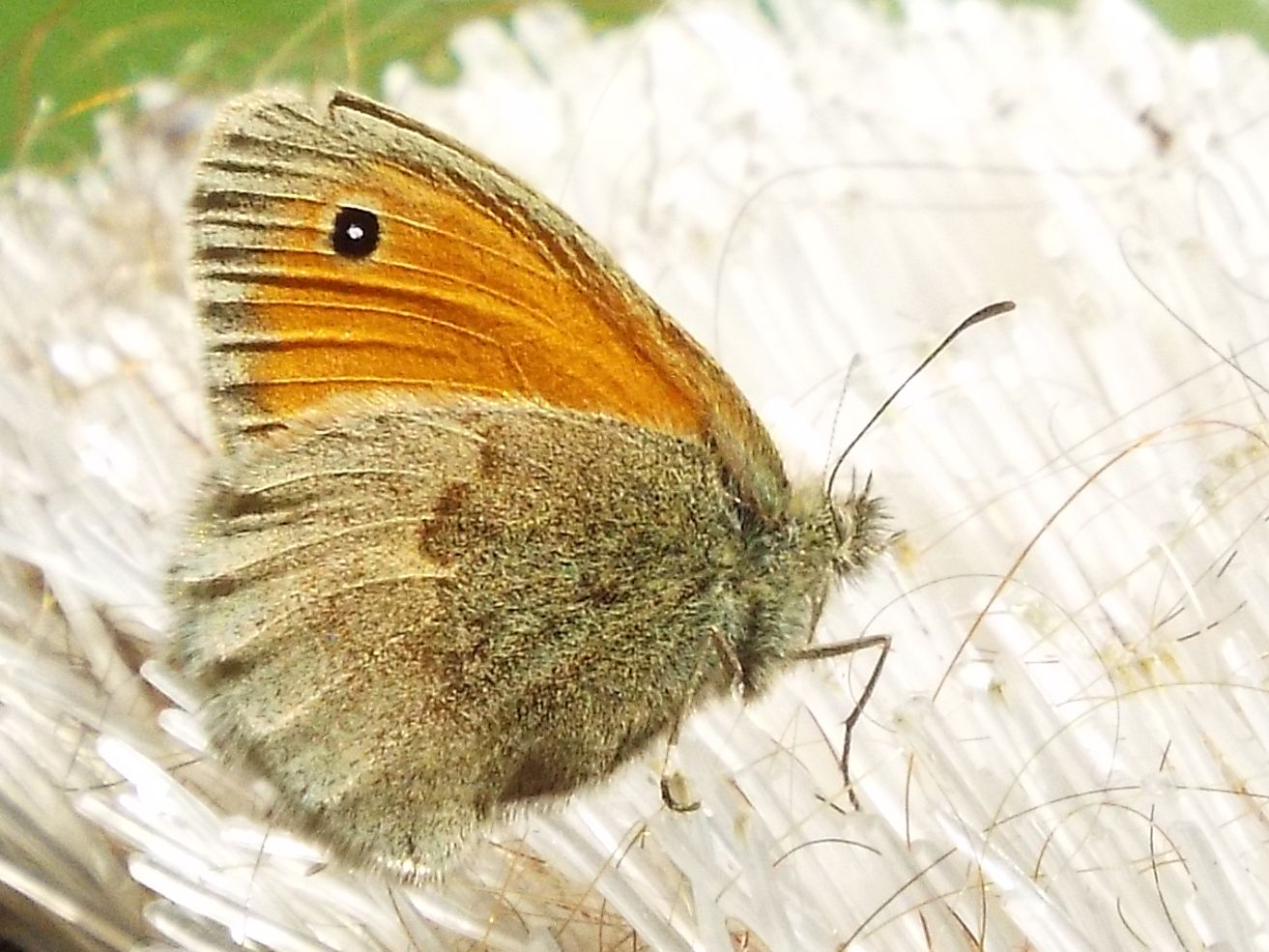 Farfalla da identificare - Coenonympha pamphilus